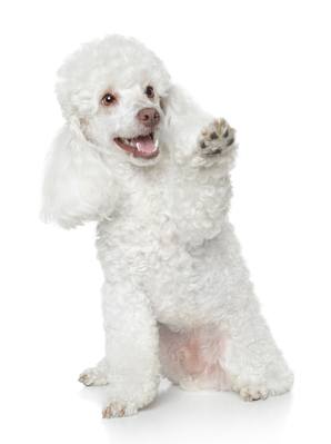 White toy poodle