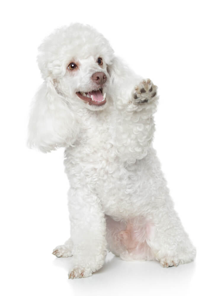 White toy poodle