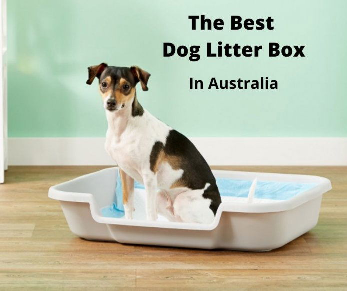 can cat litter be used for dogs