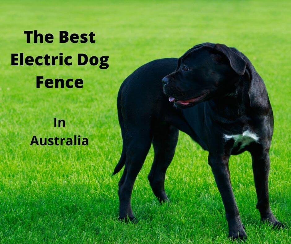 Boxer dog contained by an electric dog fence