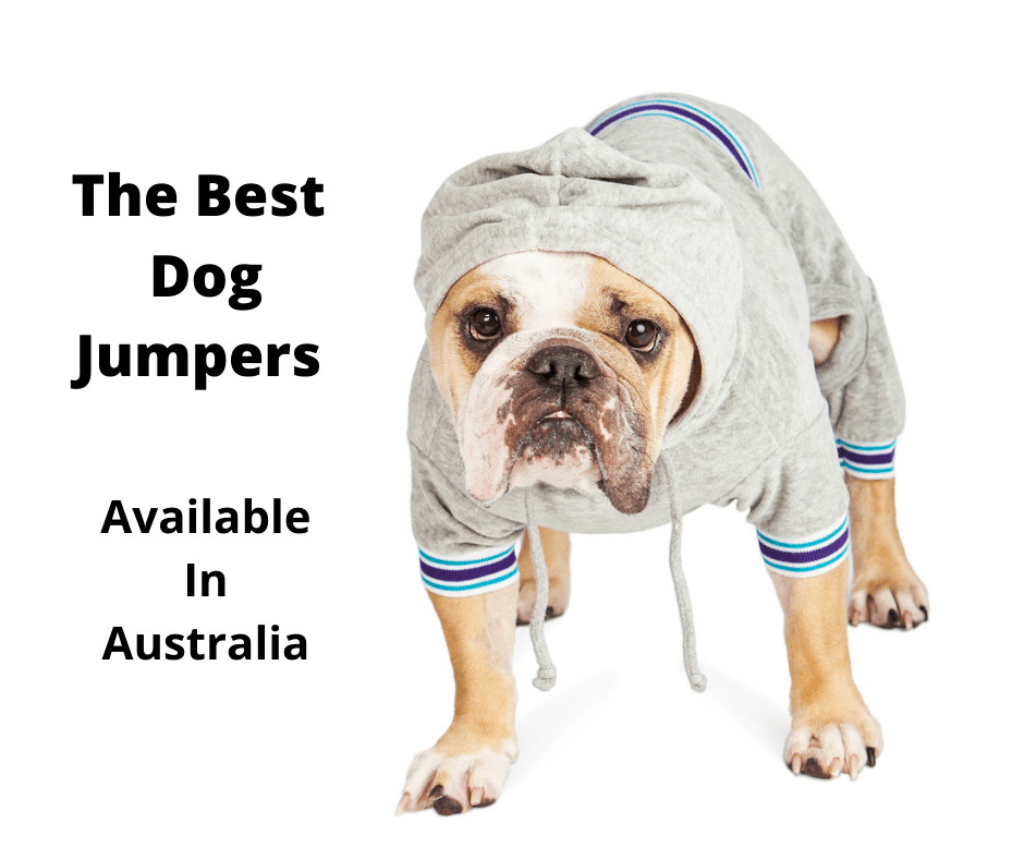 Bulldog wearing a dog jumper
