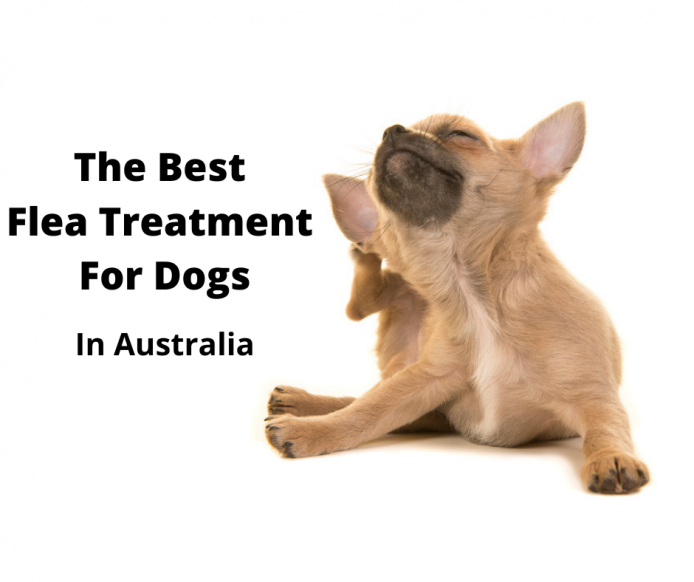 natural flea treatment for puppies 8 weeks old