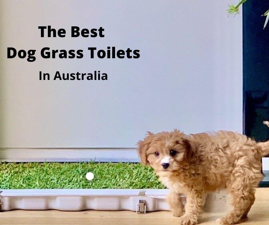 cavoodle puppy using an indoor grass toilet