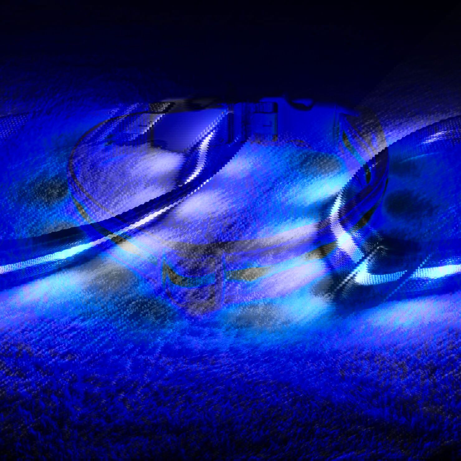 Blazin' Safety Led Dog Collar
