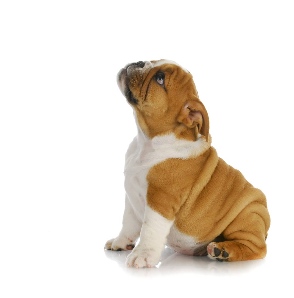 English Bulldog puppy waiting for her harness to be put on