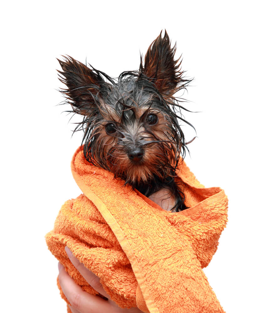 Wet Yorkshire terrier after a bath