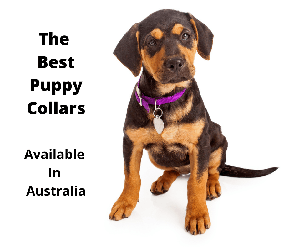 Rottweiler puppy wearing their first collar