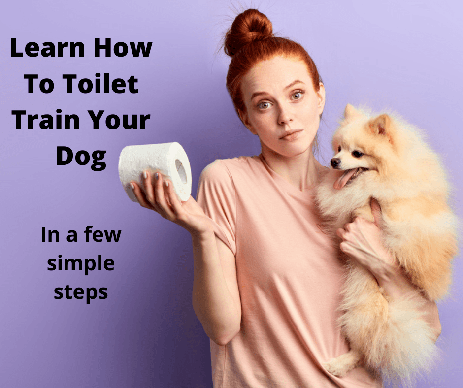 Toilet training a puppy