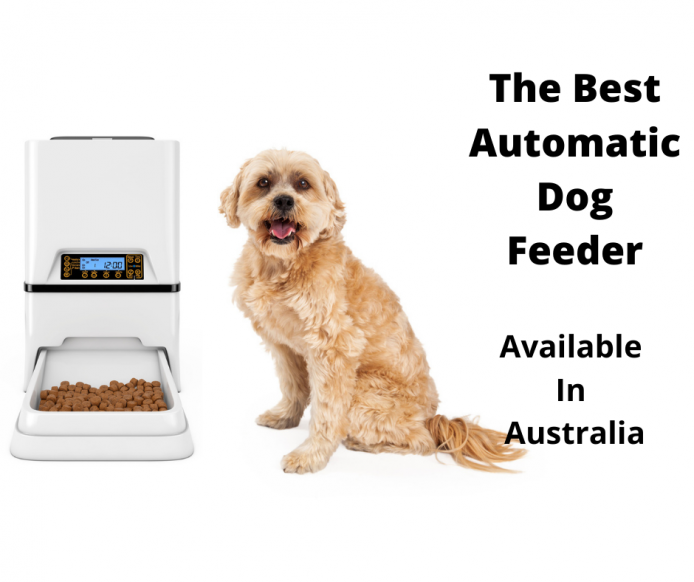 best automatic food dispenser for dogs