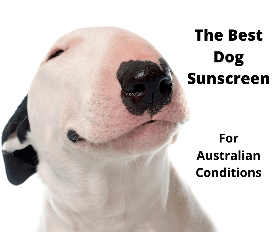 Bull terrier wearing dog sunscreen