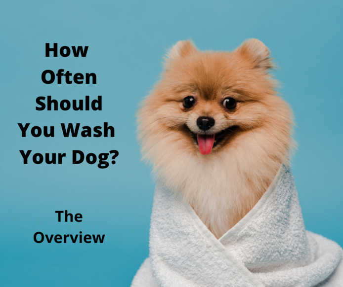 how often should i wash my pomeranian