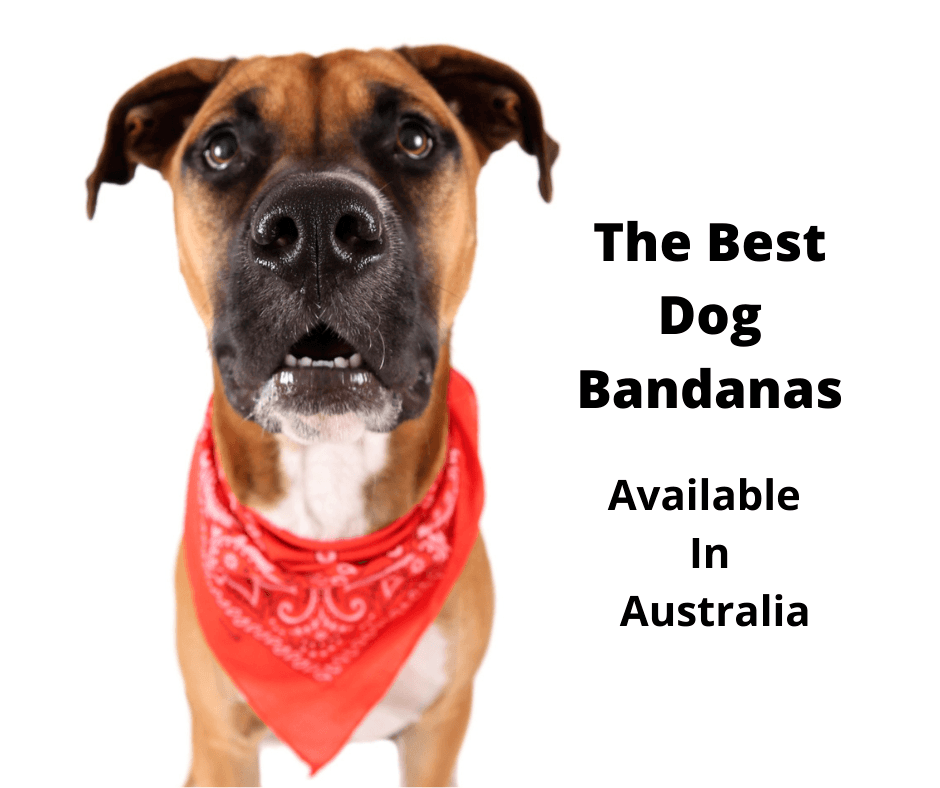 Boxer dog mix wearing a bandana