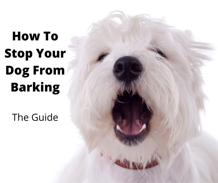 westie barking