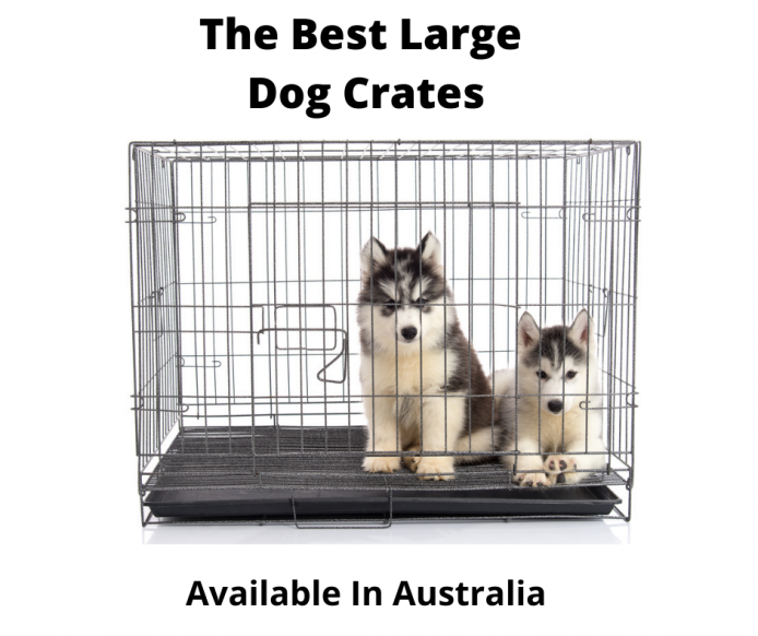 biggest dog crate available