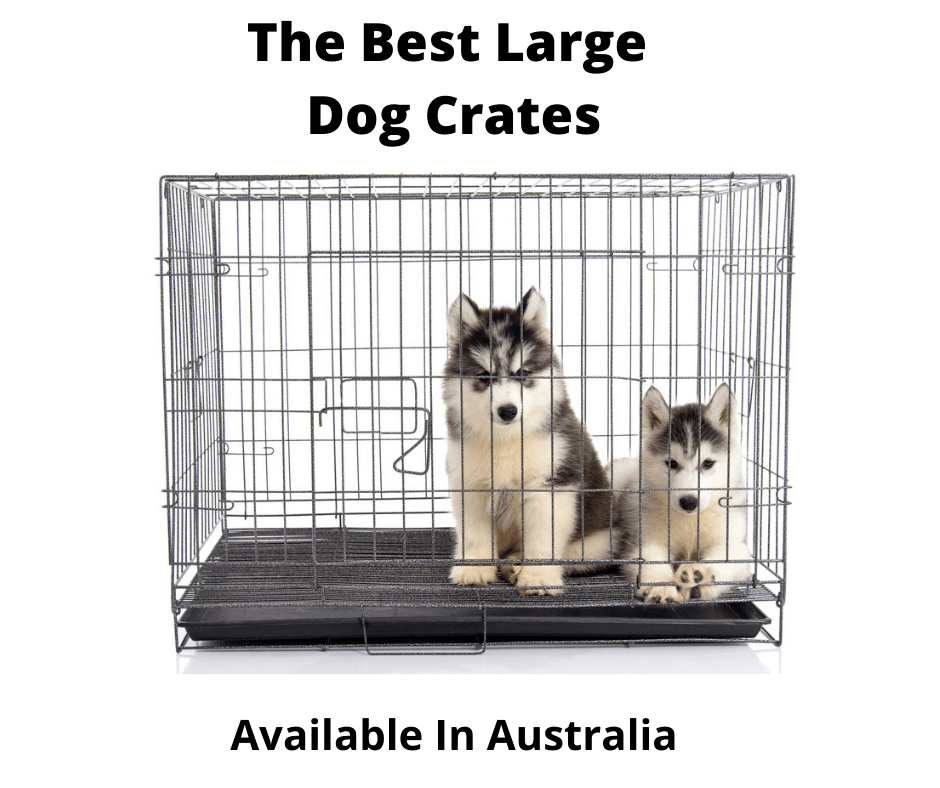 Husky puppies in a large dog crate