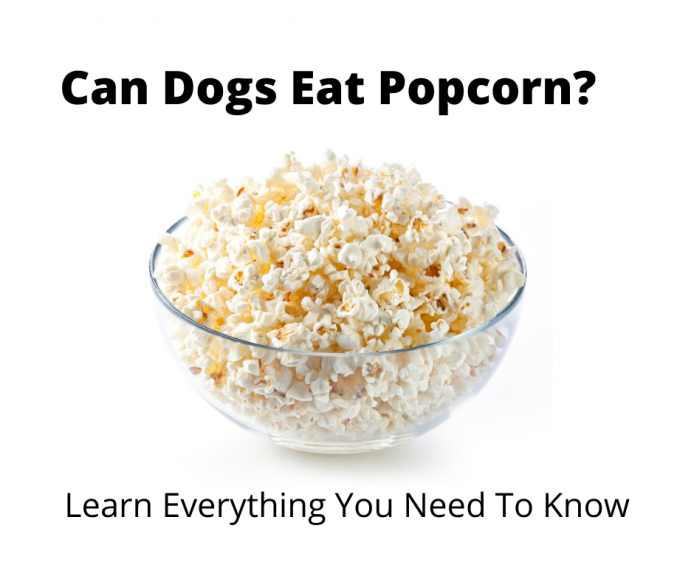 is kettle corn bad for dogs