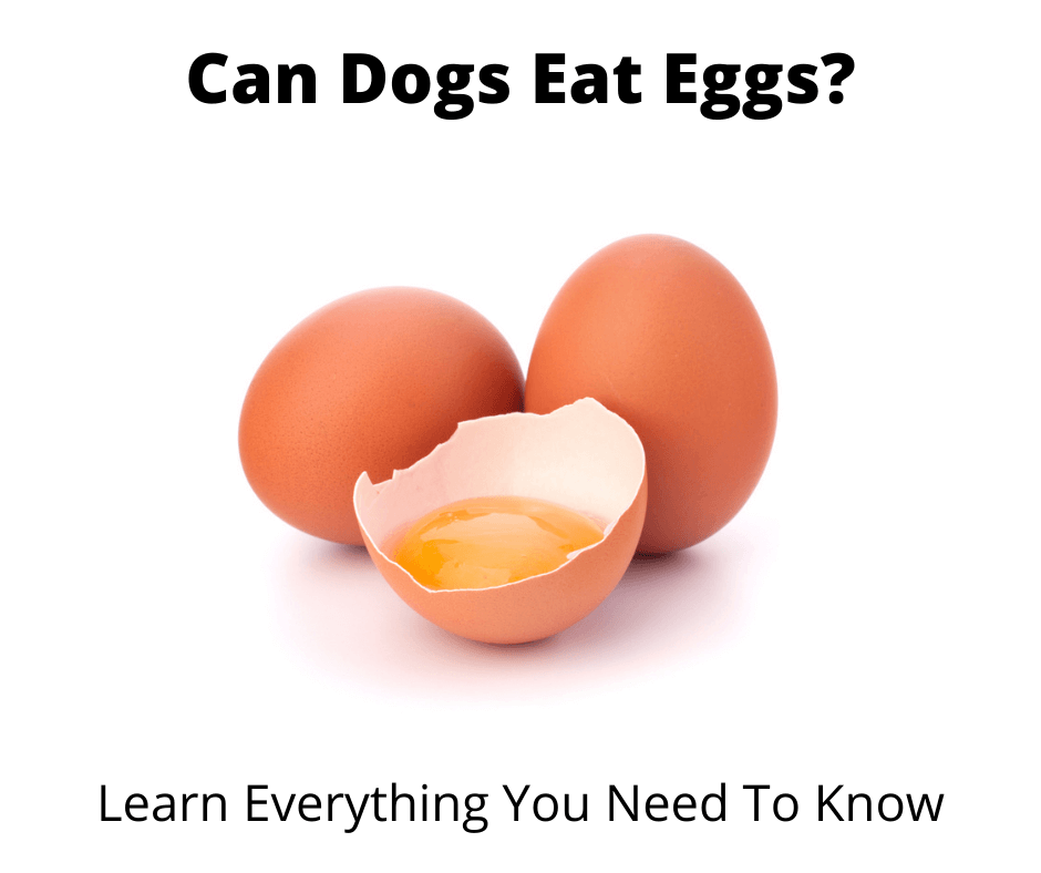 Can my dogs eat eggs