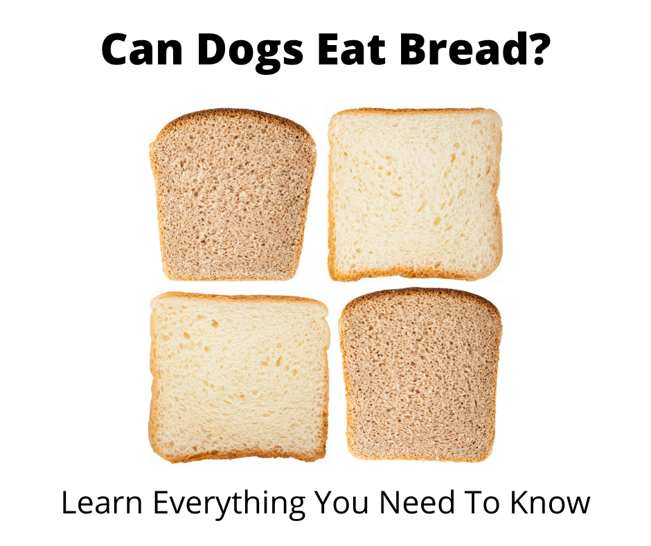 Can dogs eat bread