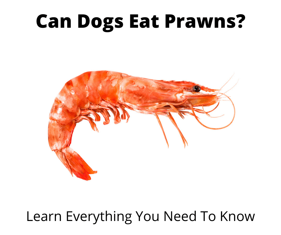 Can my dog eat prawns