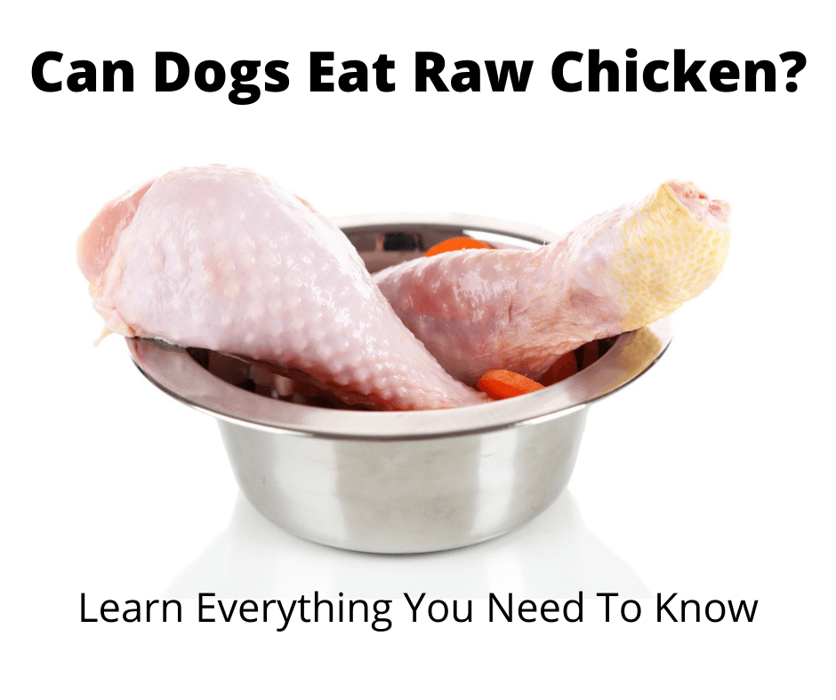 Raw chicken in dog food bowl
