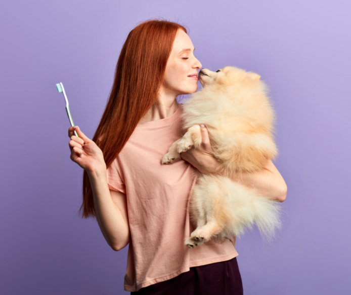 Pomeranian kissing owner