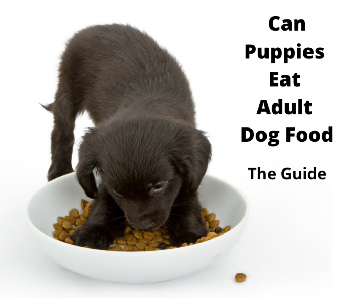 can i feed my underweight dog puppy food