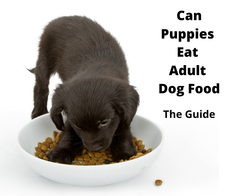 Can Puppies Eat Adult Dog Food? (2023 Edition) - Gentledogtrainers.Com.Au