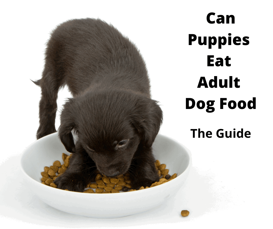 is it ok for a puppy to eat senior dog food