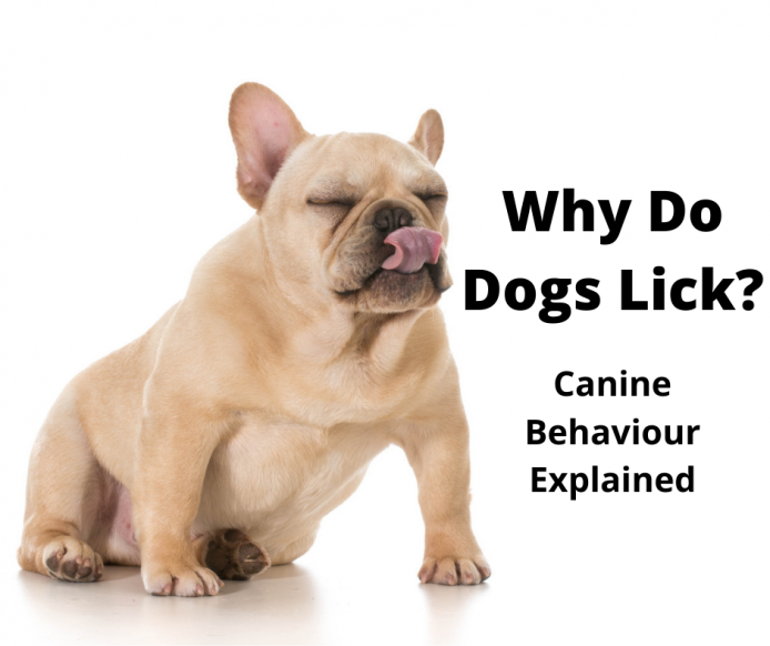 French Bulldog licking excessively