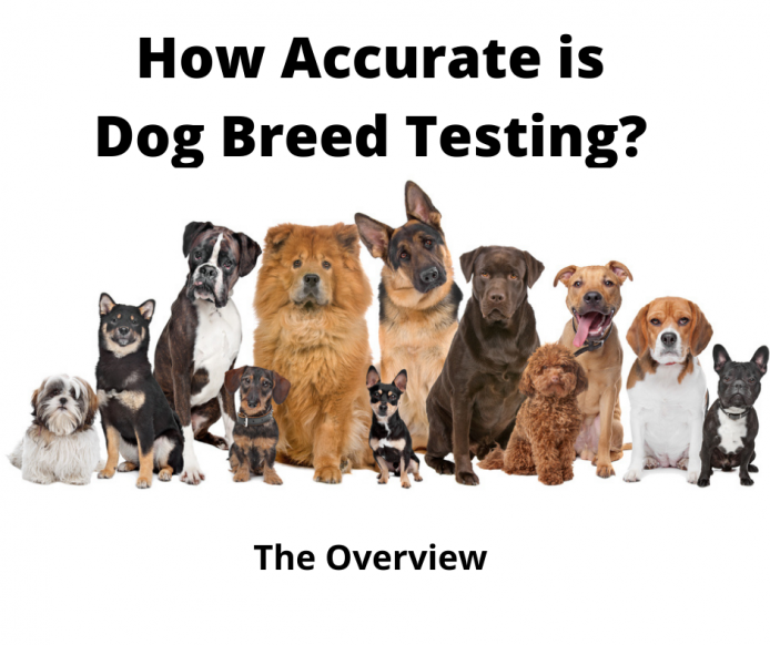 are dog breed tests accurate