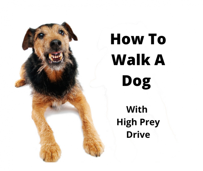 how do you train a high prey drive dog