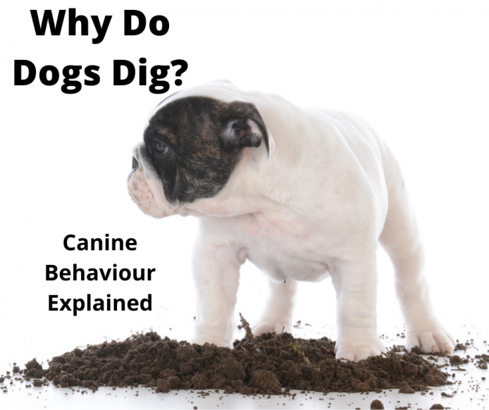 Why Do Dogs Dig Holes? Canine Behaviour Explained gentledogtrainers