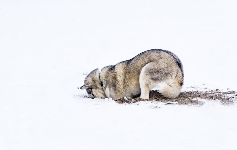 Dog digging in snow