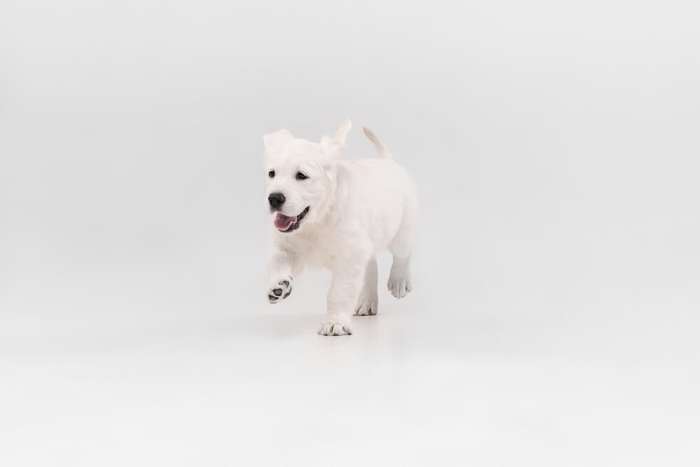 golden retriever puppy not wearing a harness or collar yet.