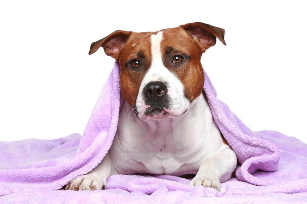Staffordshire terrier, lying under soft blanket