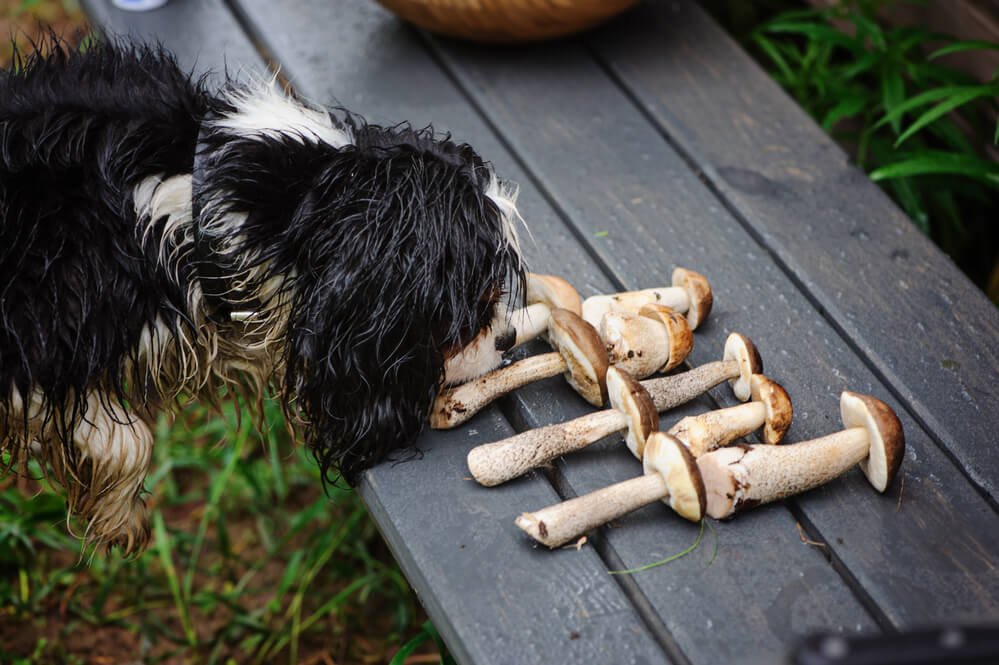 can dogs eat mushrooms australia