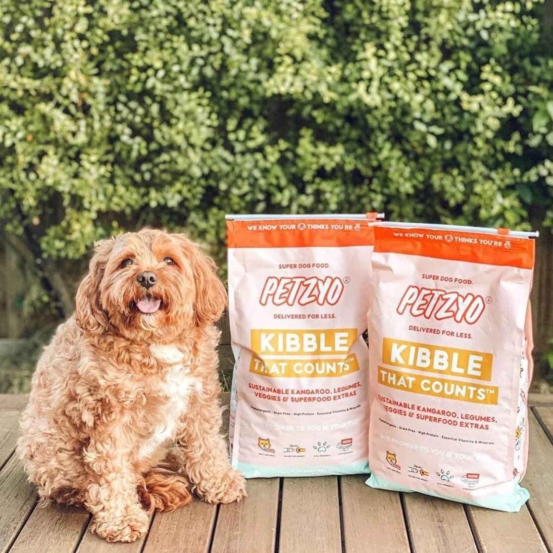 Cavoodle about to eat Petzyo dog food