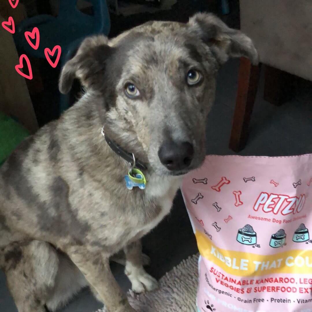 Koolie dog standing next to Petzyo dog food