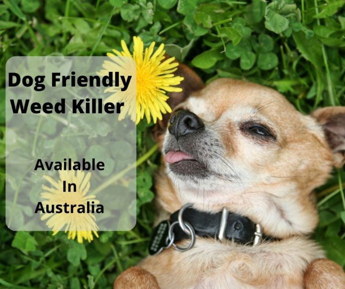 how long after weed killer can dogs go out