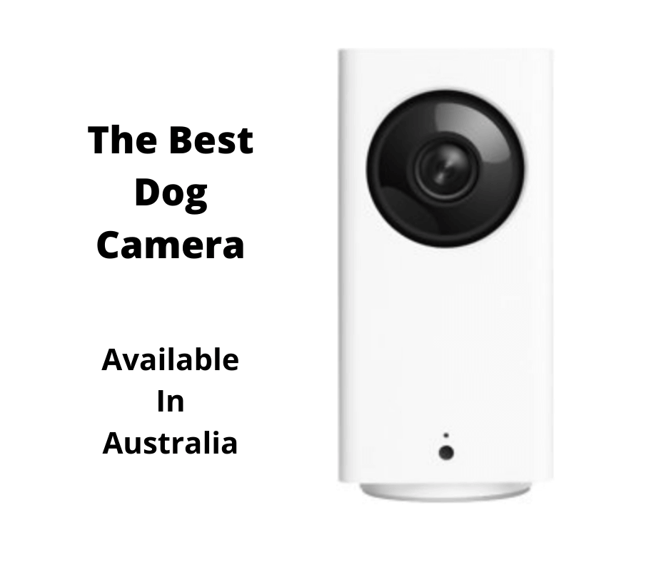 dog monitoring camera