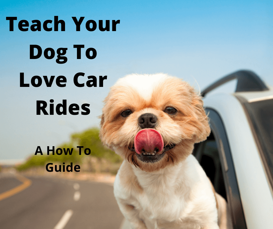 Dog loving a car ride