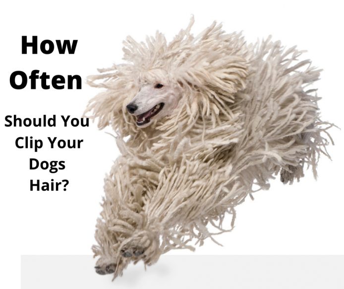 Standard Poodle with really long hair