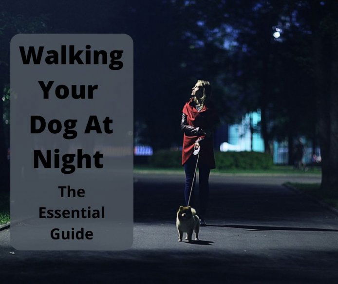 Pomeranian walking at night