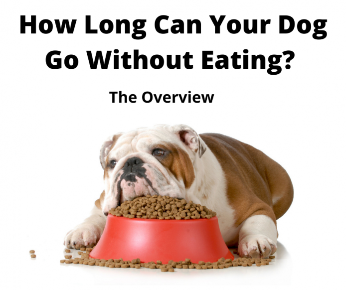 Sick Bulldog not eating