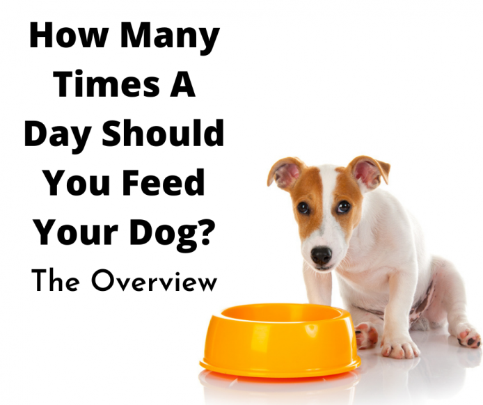how many times a day should i feed my golden retriever