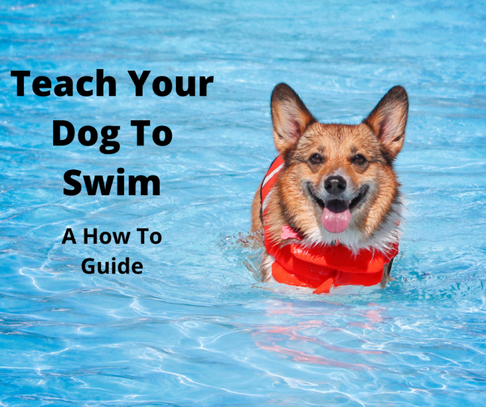 Corgi learning to swim
