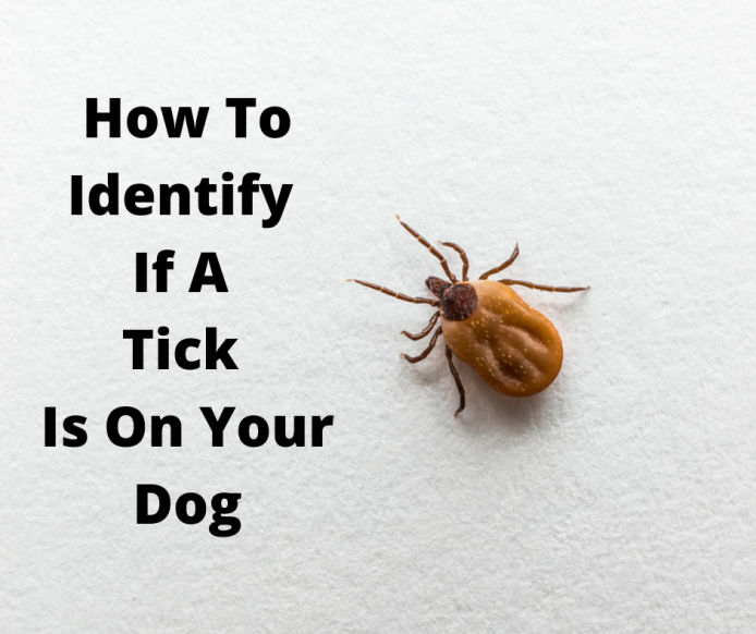 Australian Tick
