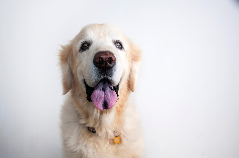 Older Golden Retriever