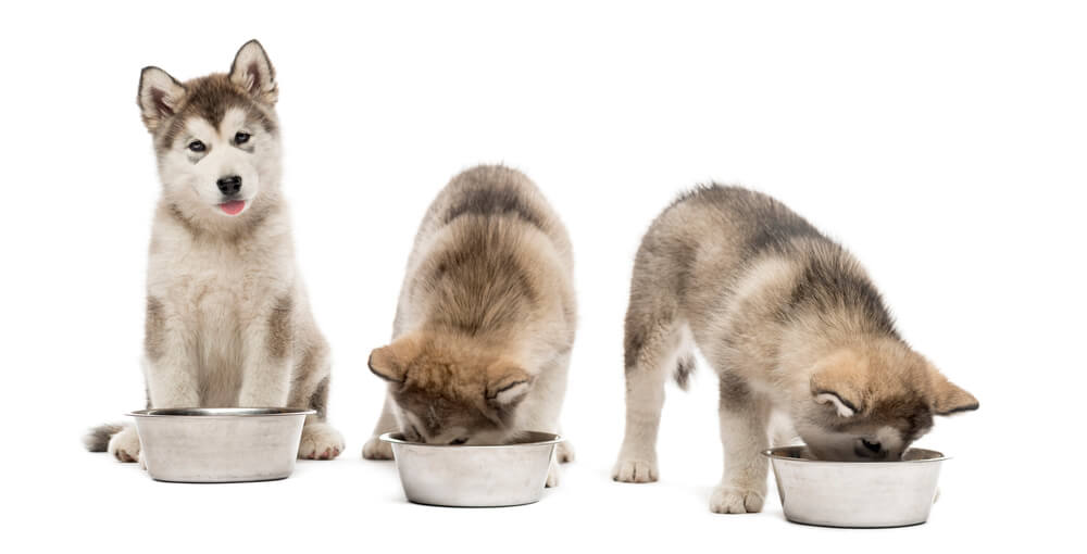 Alaskan Malamute puppies with empty bowls