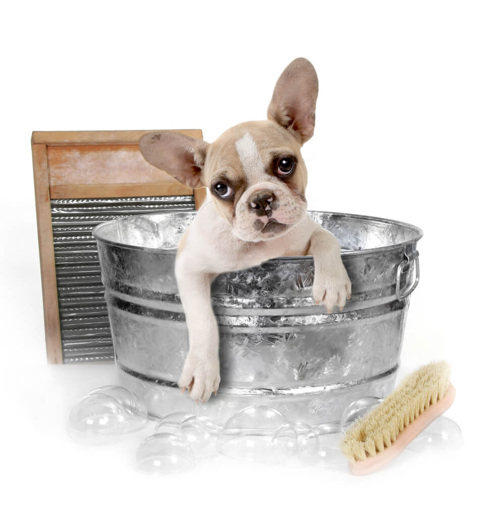 Dog Getting a wash in a DIY wash set up